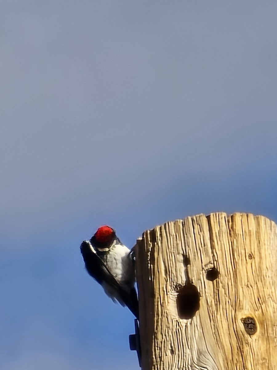 Acorn Woodpecker - ML642106565