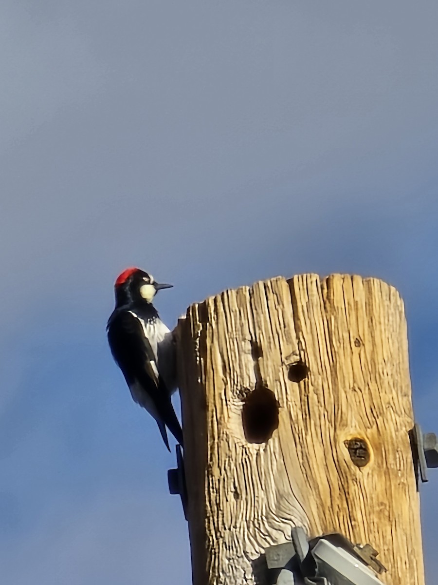 Acorn Woodpecker - ML642106566