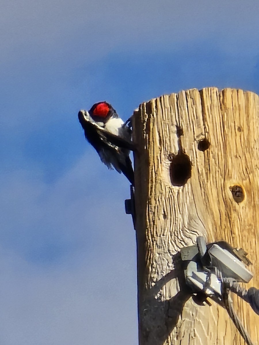 Acorn Woodpecker - ML642106567