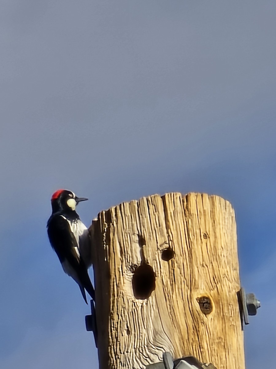 Acorn Woodpecker - ML642106568