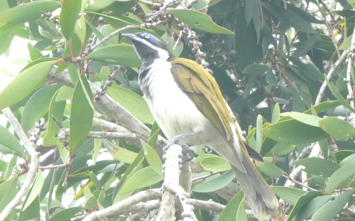 Blue-faced Honeyeater - ML642106569