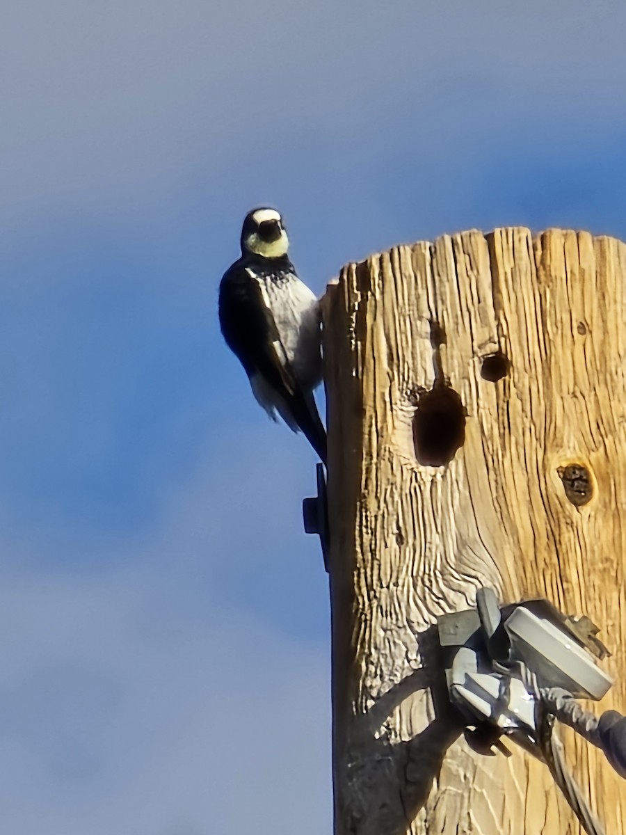 Acorn Woodpecker - ML642106571