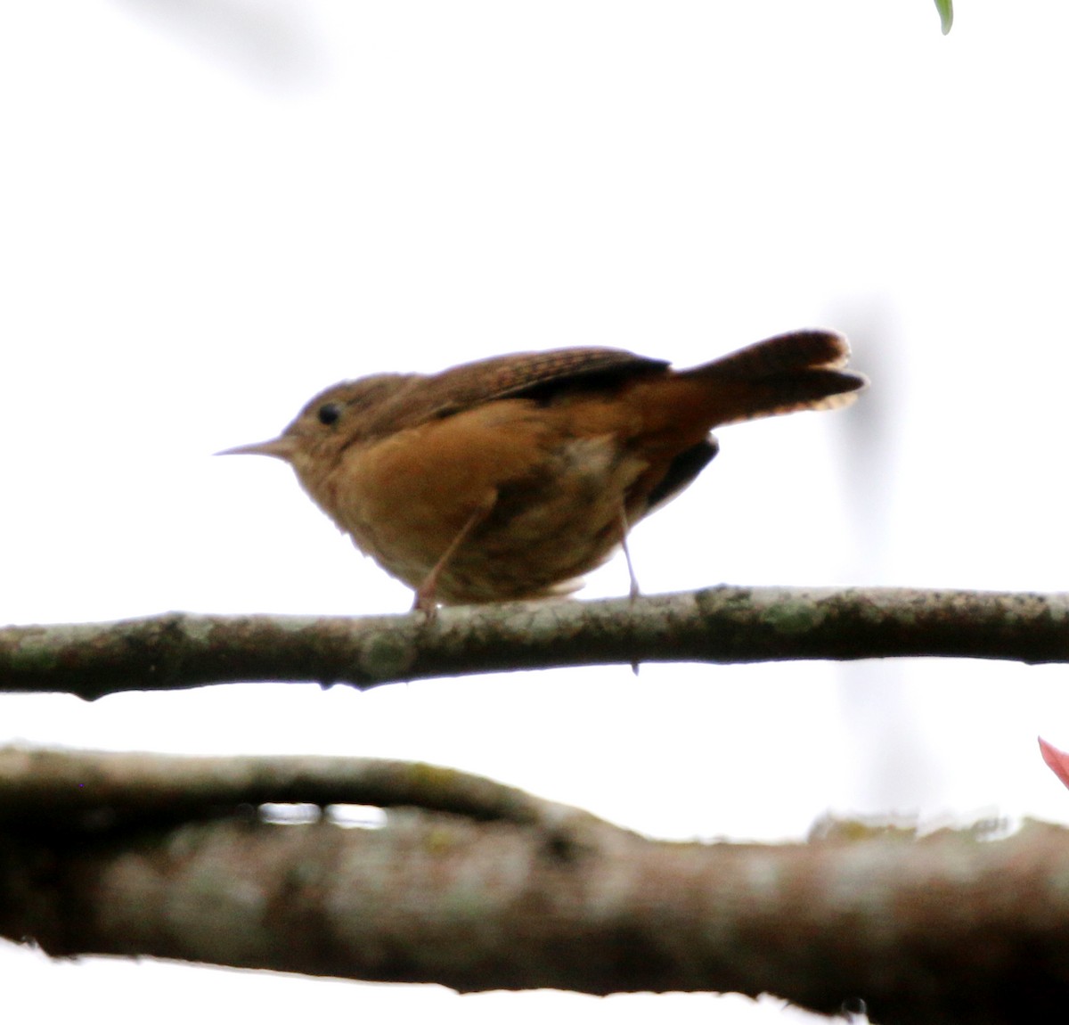 Southern House Wren - ML642106573