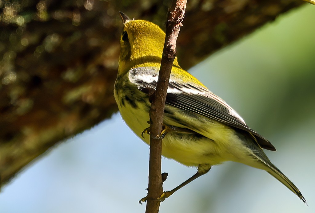 Black-throated Green Warbler - ML642106576