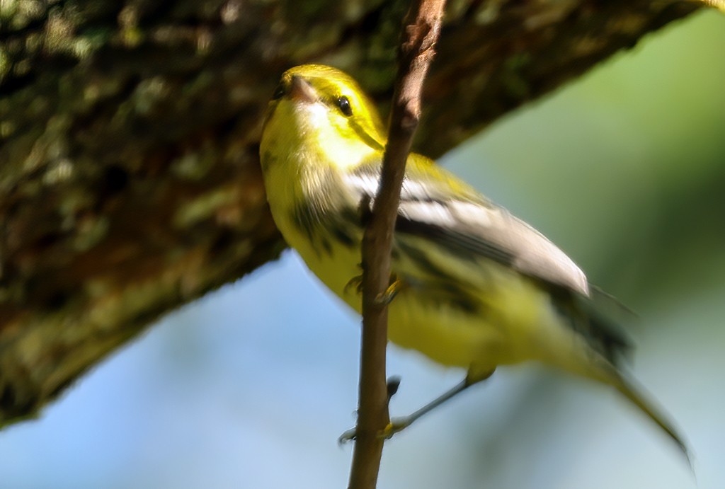 Black-throated Green Warbler - ML642106577