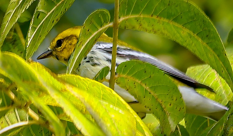 Black-throated Green Warbler - ML642106578