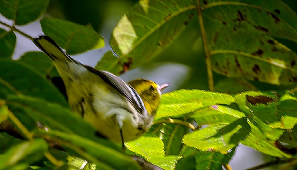 Black-throated Green Warbler - ML642106579