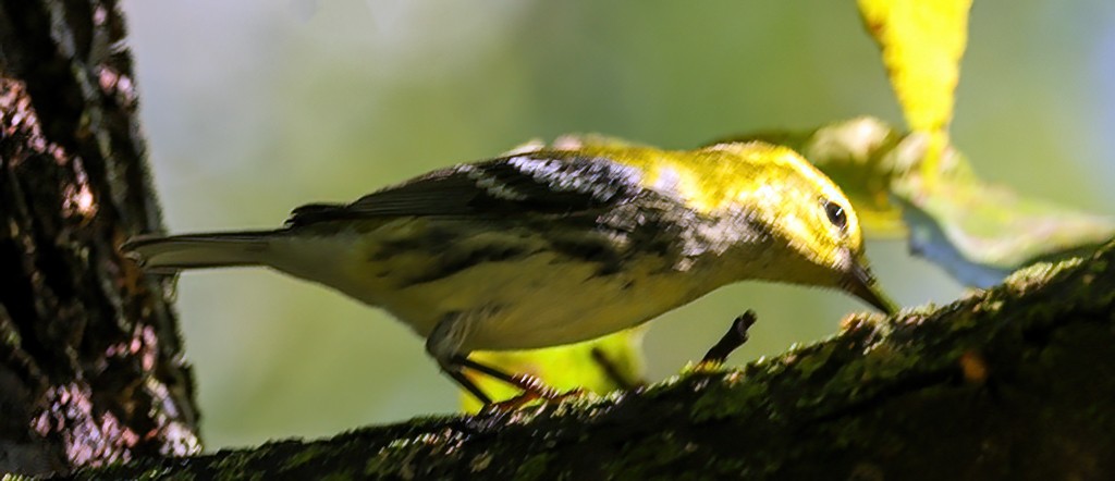Black-throated Green Warbler - ML642106580