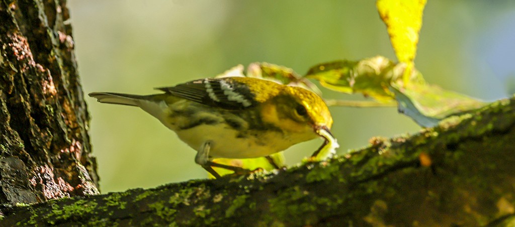 Black-throated Green Warbler - ML642106581