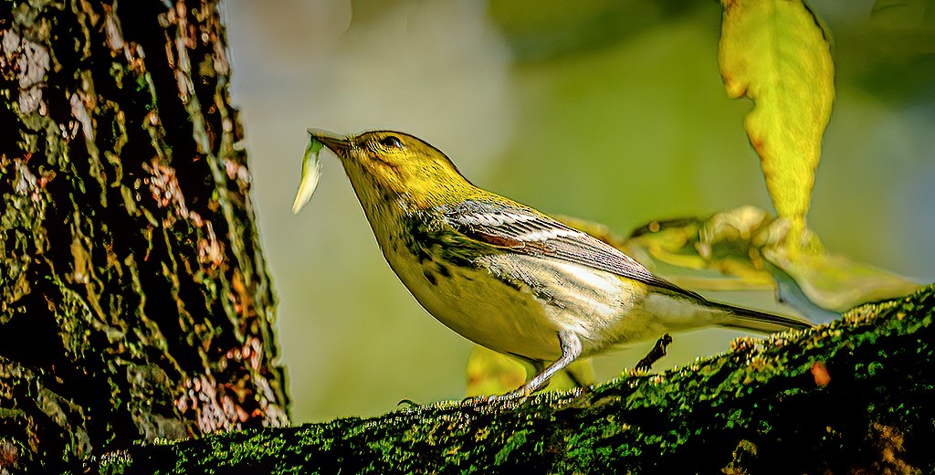 Black-throated Green Warbler - ML642106582