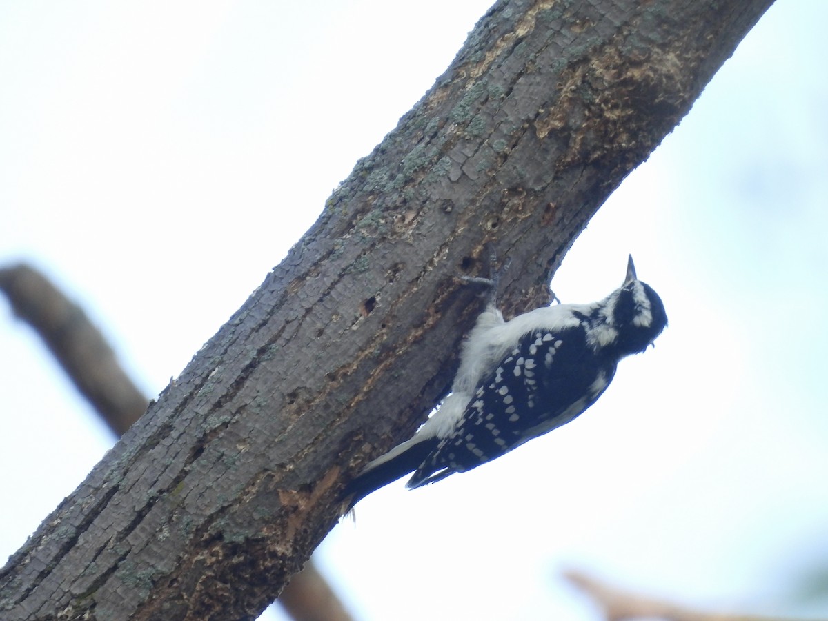 Hairy Woodpecker - ML642106583