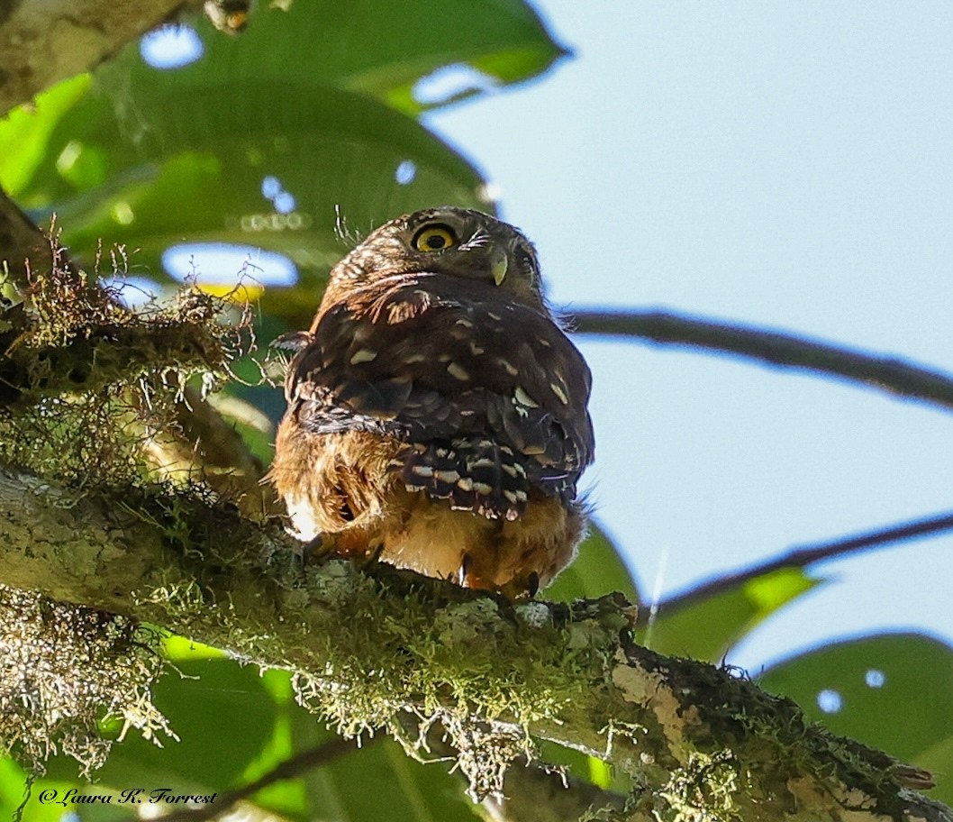 Cloud-forest Pygmy-Owl - ML642106584