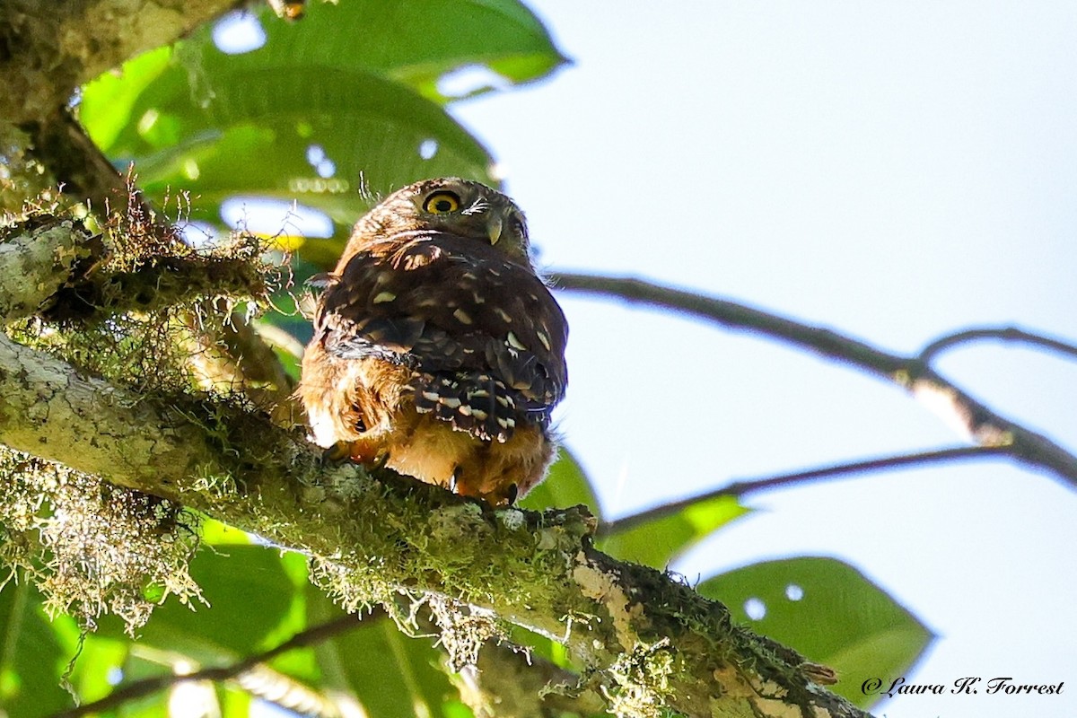 Cloud-forest Pygmy-Owl - ML642106585