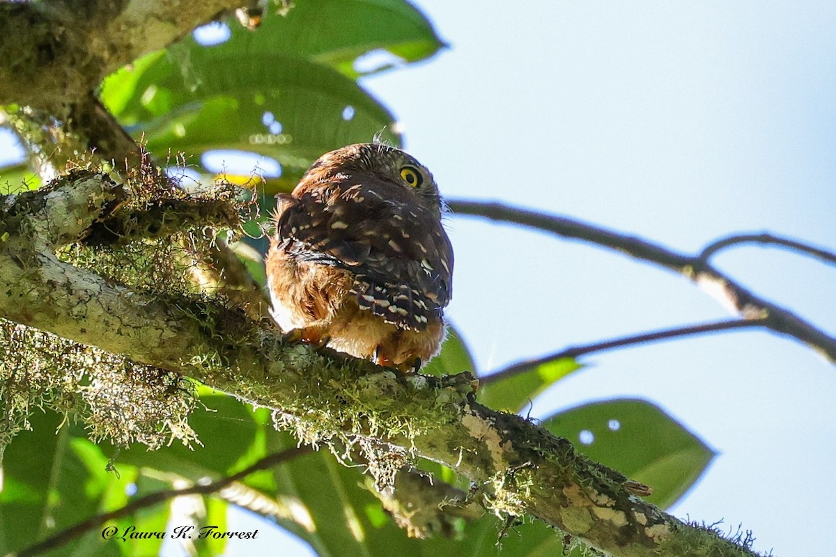 Cloud-forest Pygmy-Owl - ML642106586