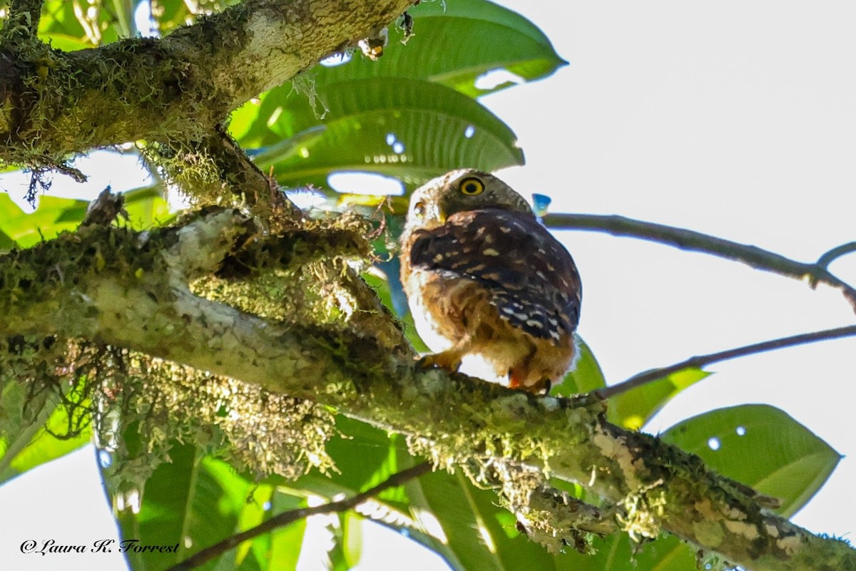 Cloud-forest Pygmy-Owl - ML642106587