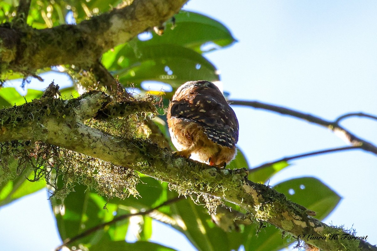 Cloud-forest Pygmy-Owl - ML642106588