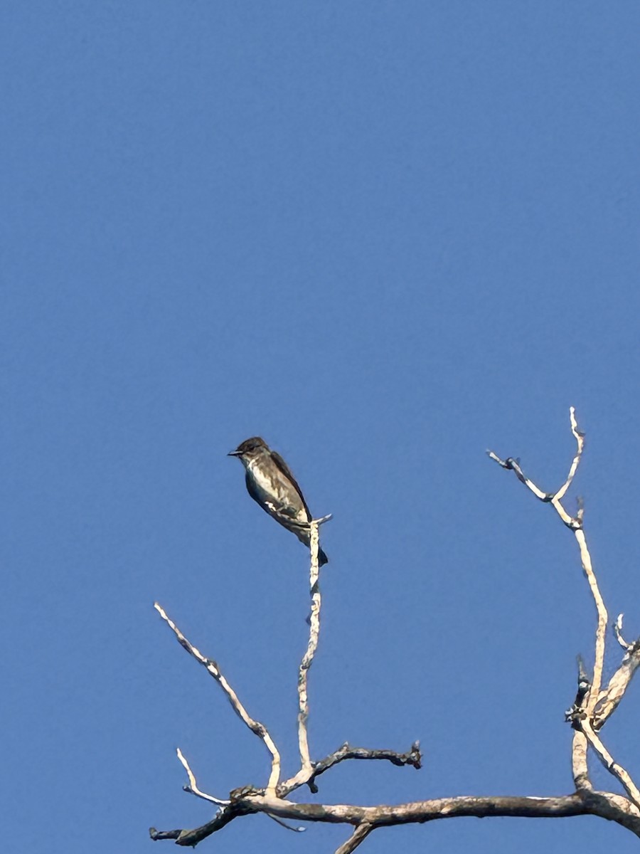 Olive-sided Flycatcher - ML642106598