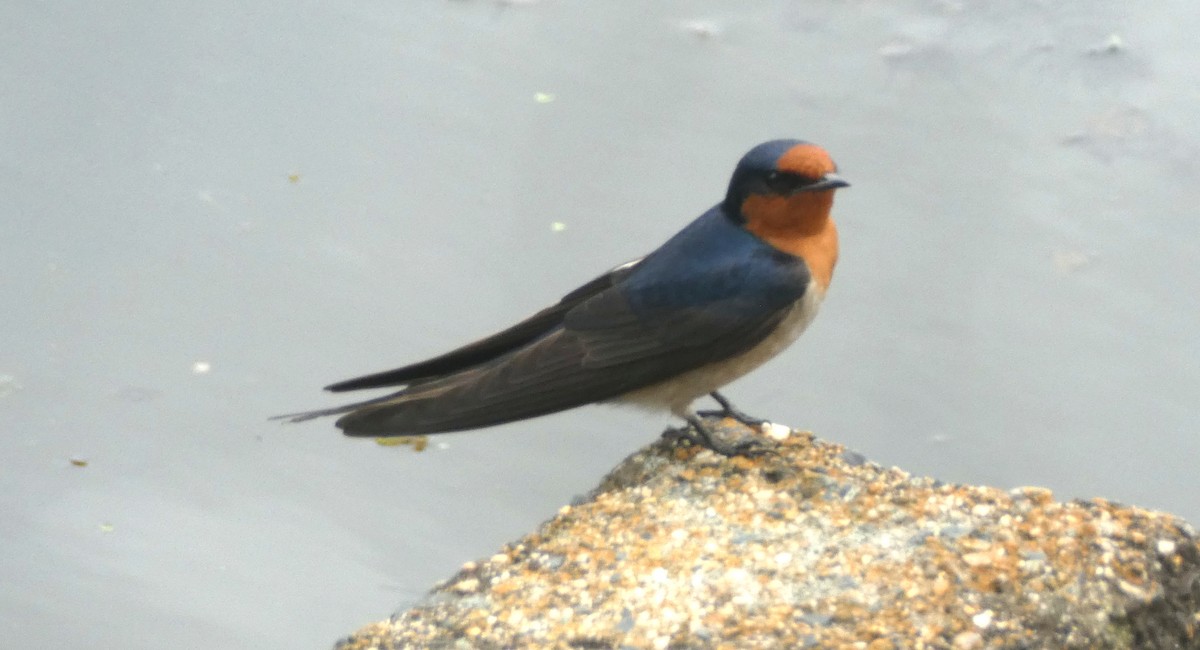 Welcome Swallow - ML642106604