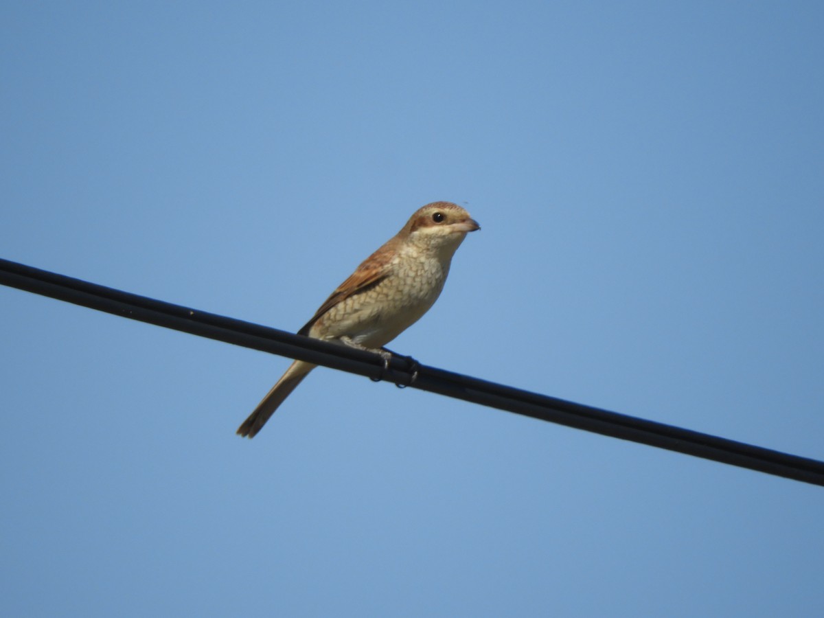 Red-backed Shrike - ML642106606
