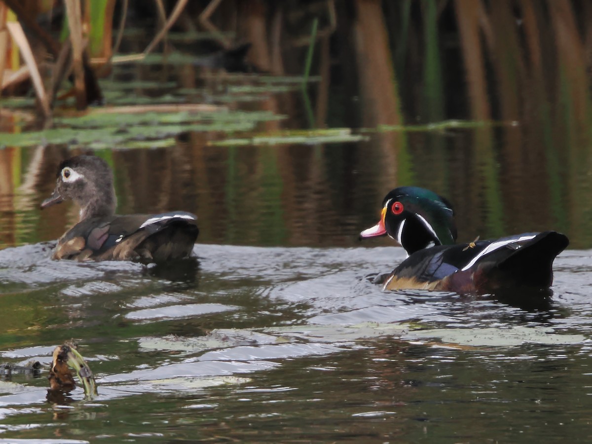 Wood Duck - ML642106614
