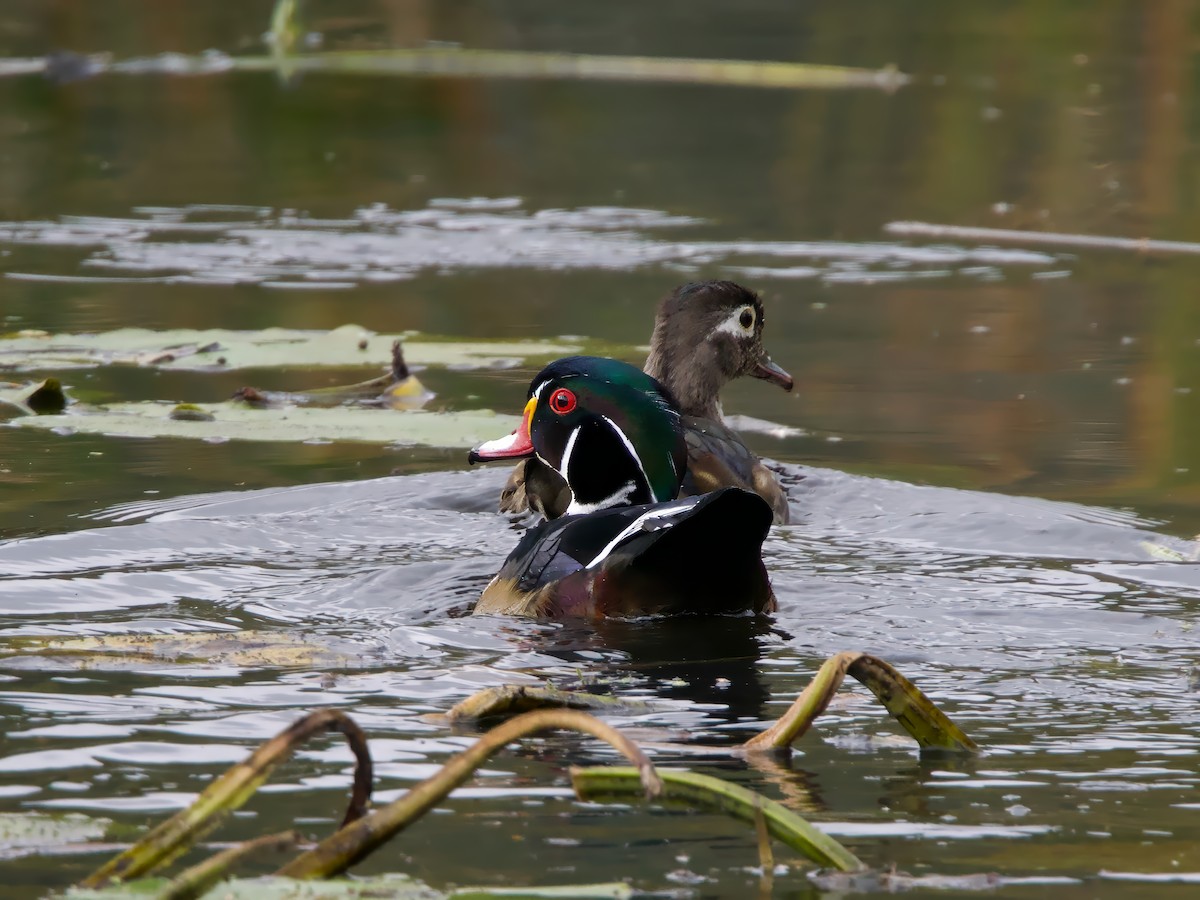 Wood Duck - ML642106615