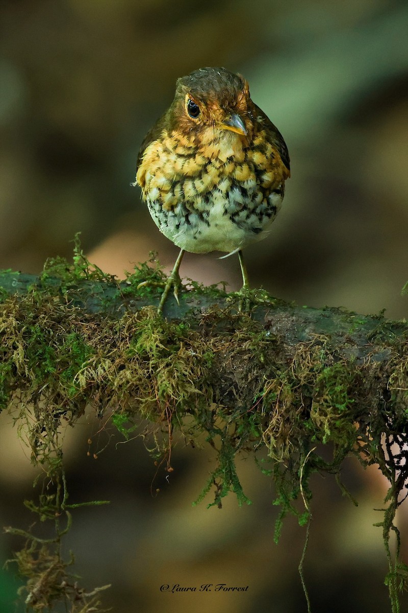 Ochre-breasted Antpitta - ML642106616