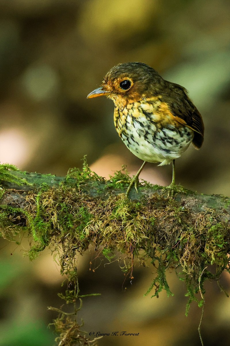 Ochre-breasted Antpitta - ML642106617