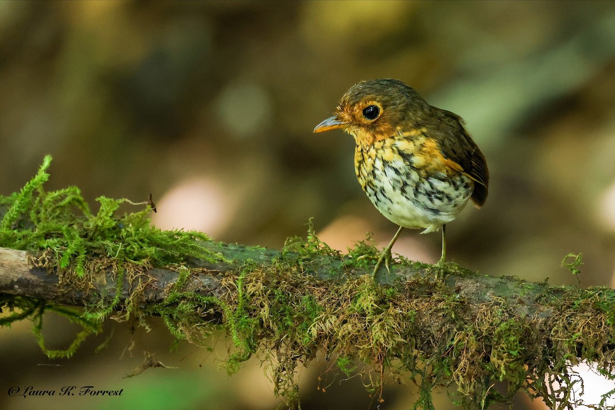 Giant Antpitta - ML642106618