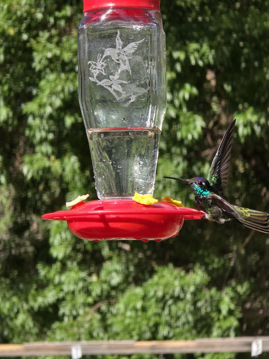 Rivoli's Hummingbird - ML642106619