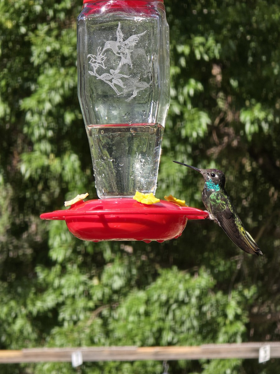 Rivoli's Hummingbird - ML642106620