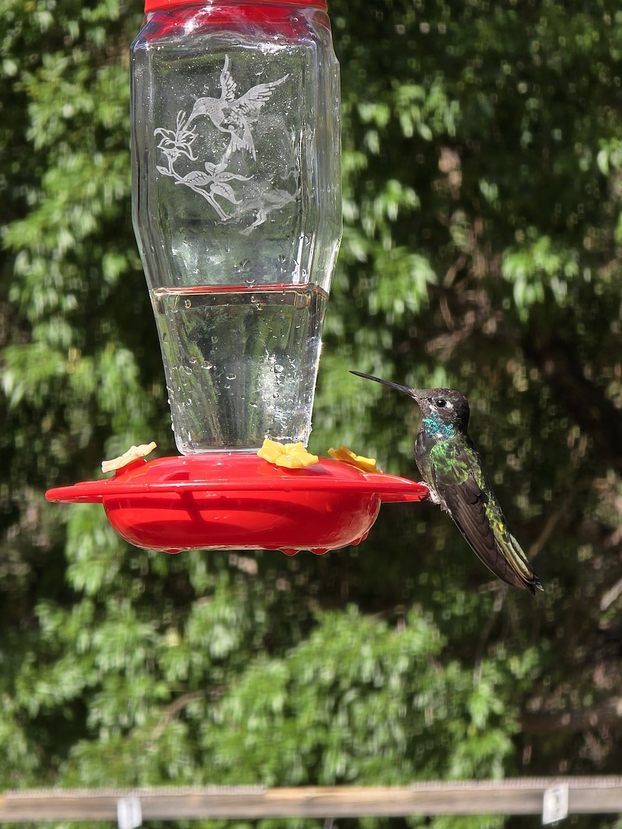 Rivoli's Hummingbird - ML642106621