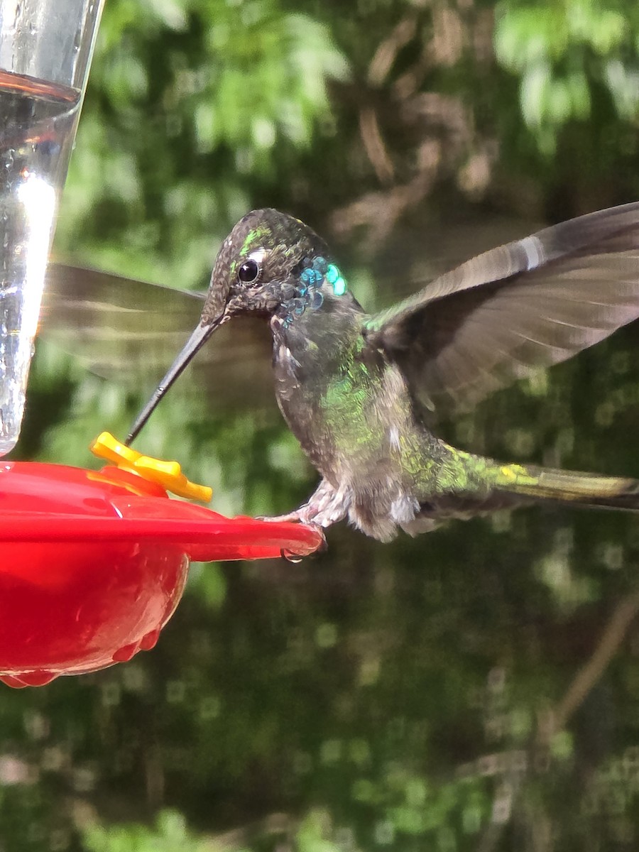 Rivoli's Hummingbird - ML642106622