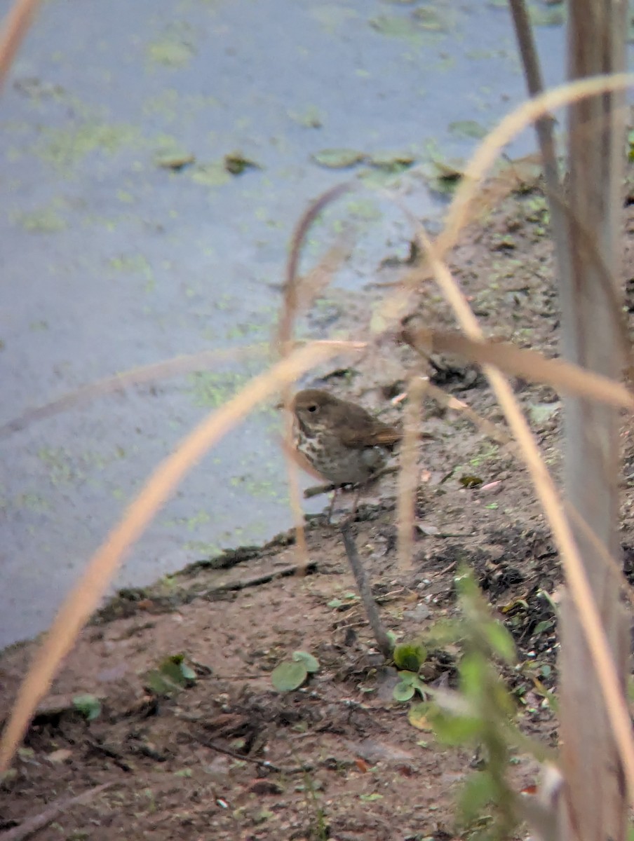 Hermit Thrush - ML642106625