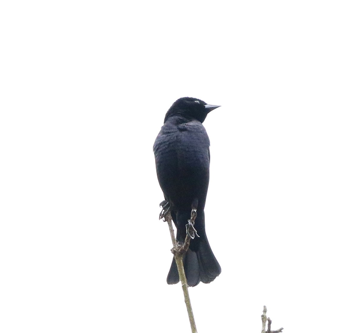 Shiny Cowbird - ML642106630