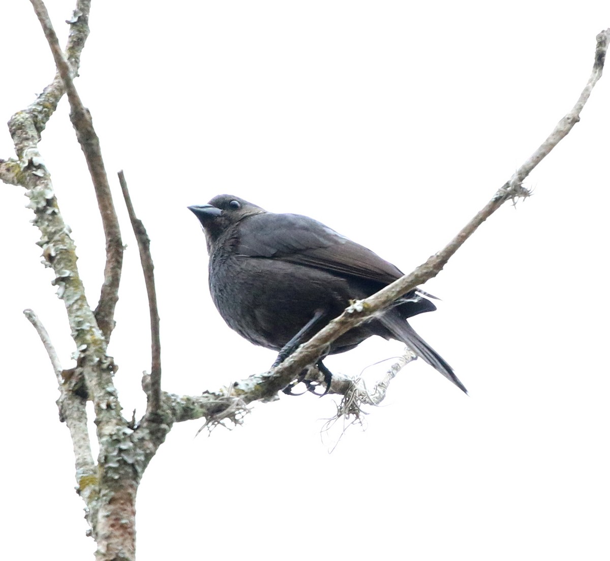 Shiny Cowbird - ML642106631
