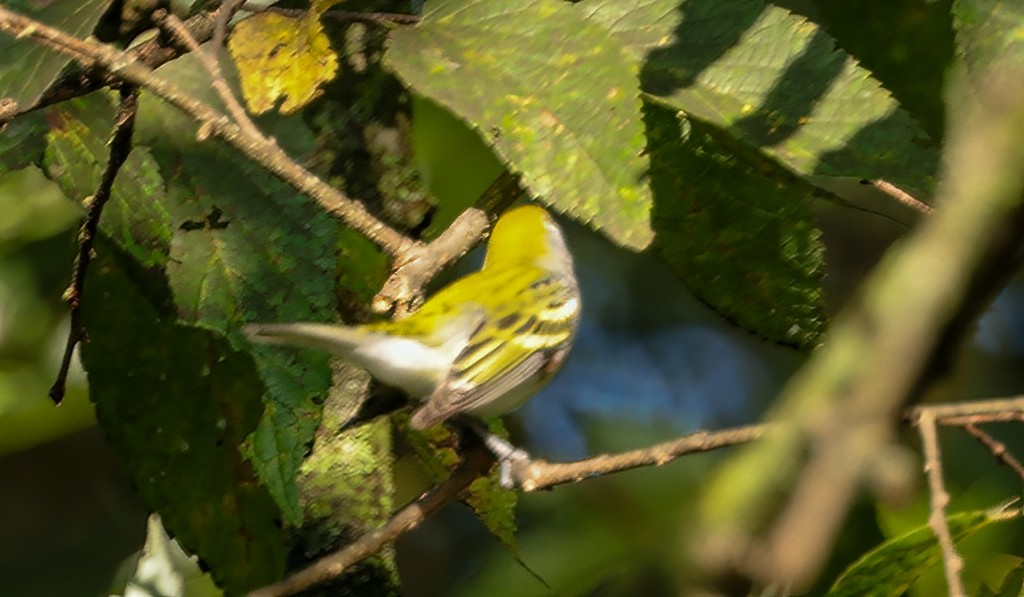 Chestnut-sided Warbler - ML642106632