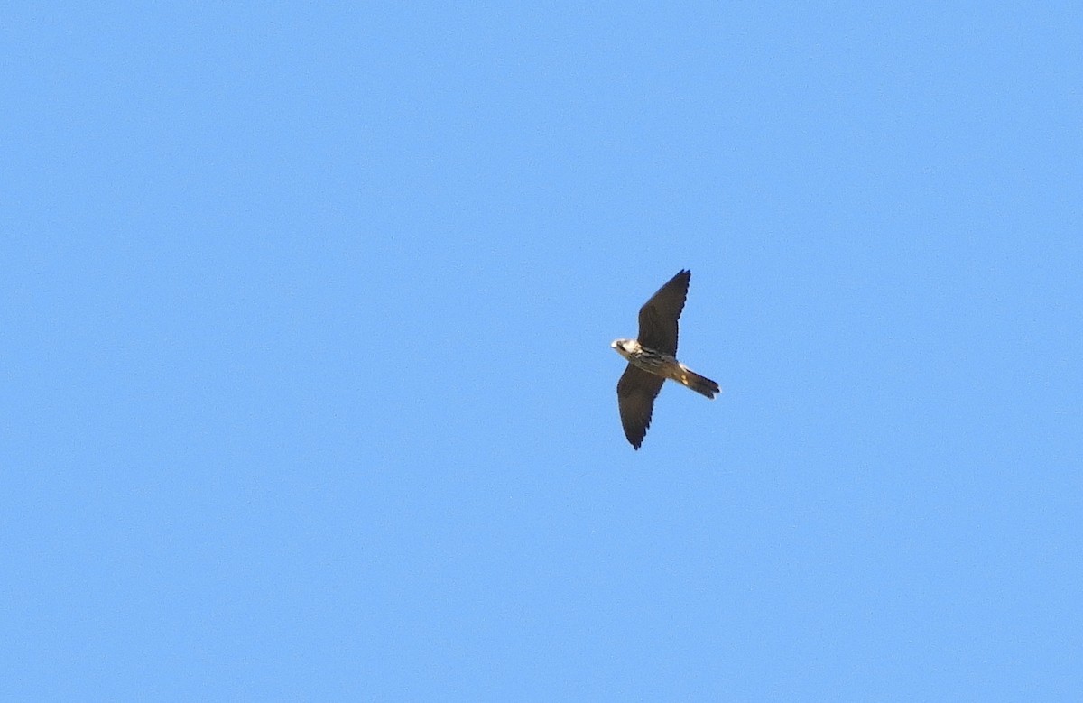 Eurasian Hobby - ML642106633