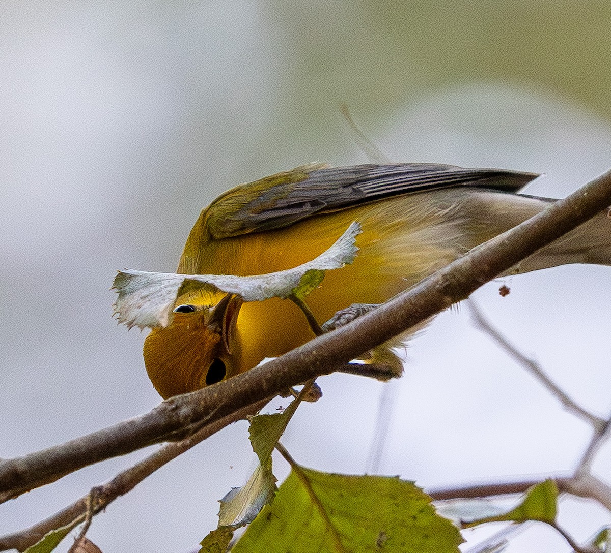 Prothonotary Warbler - ML642106634