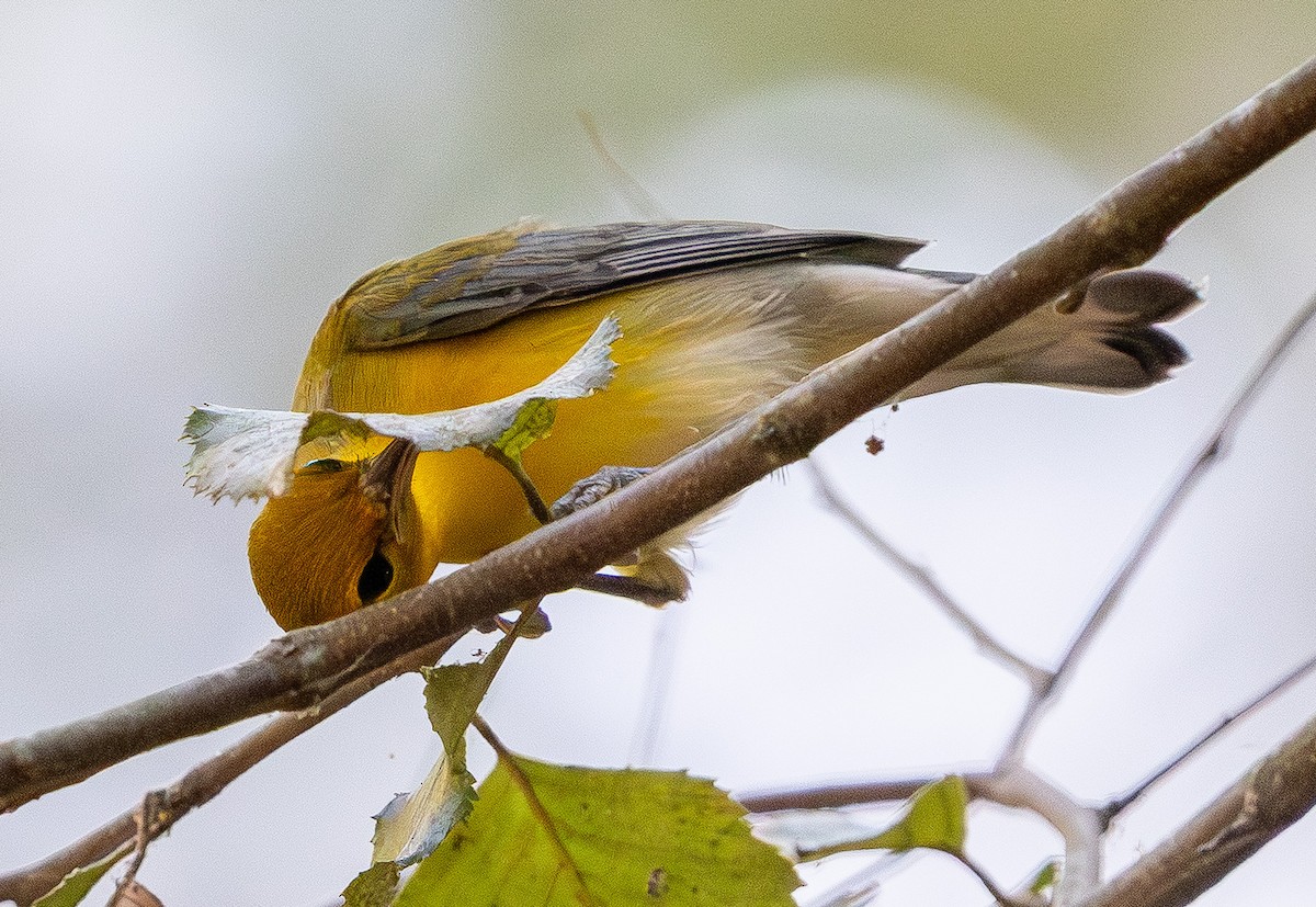 Prothonotary Warbler - ML642106635