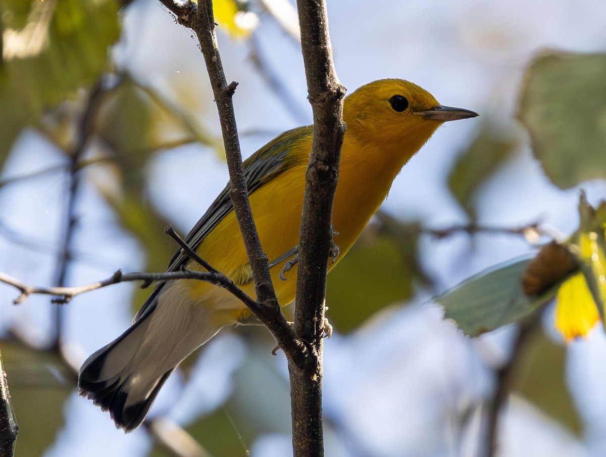 Prothonotary Warbler - ML642106636