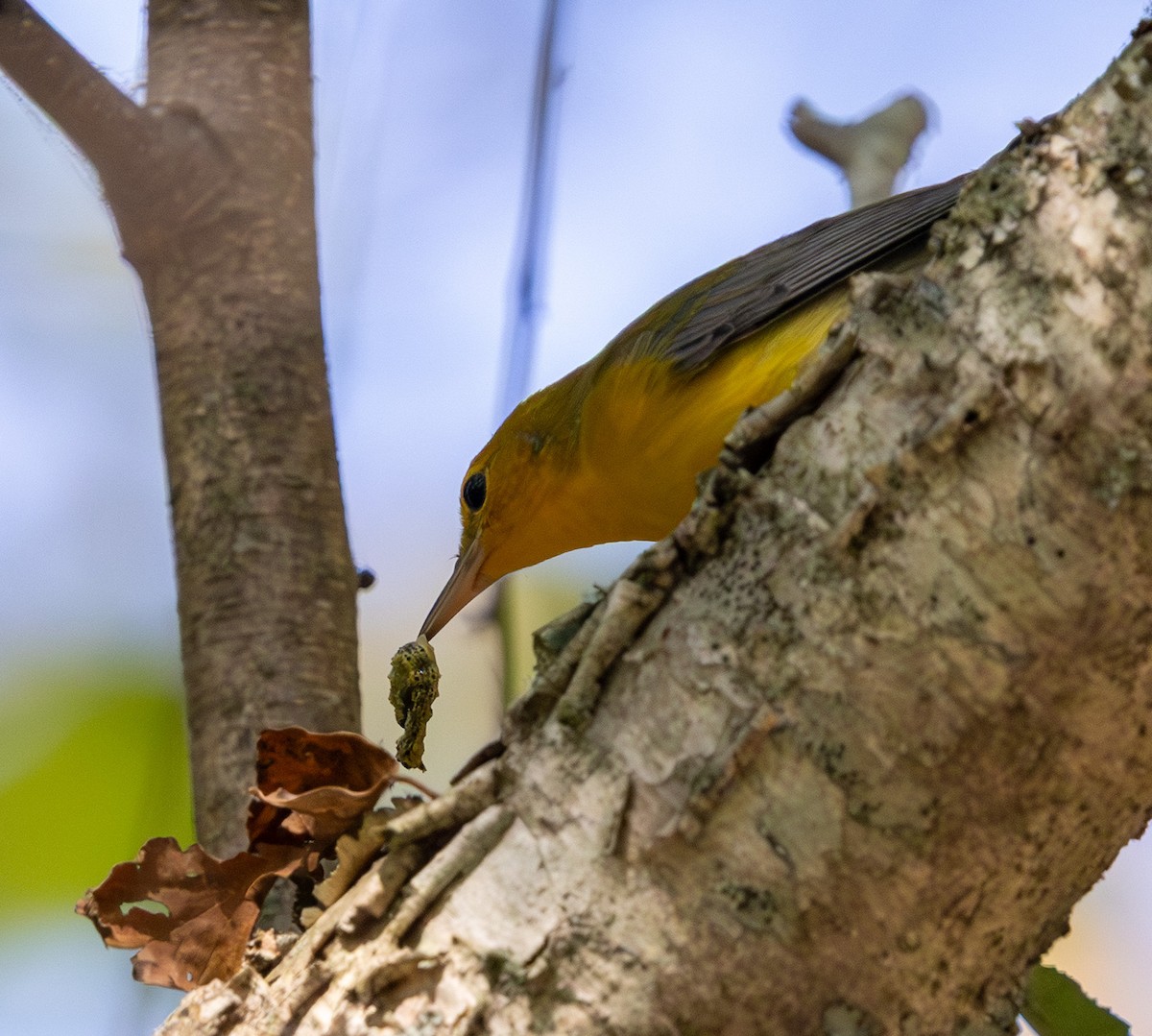 Prothonotary Warbler - ML642106637