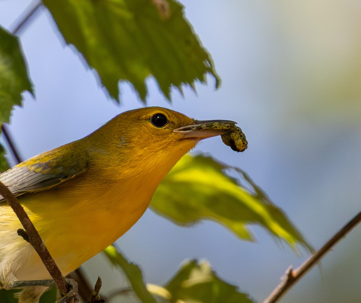 Prothonotary Warbler - ML642106638