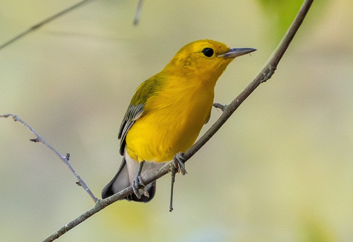 Prothonotary Warbler - ML642106639