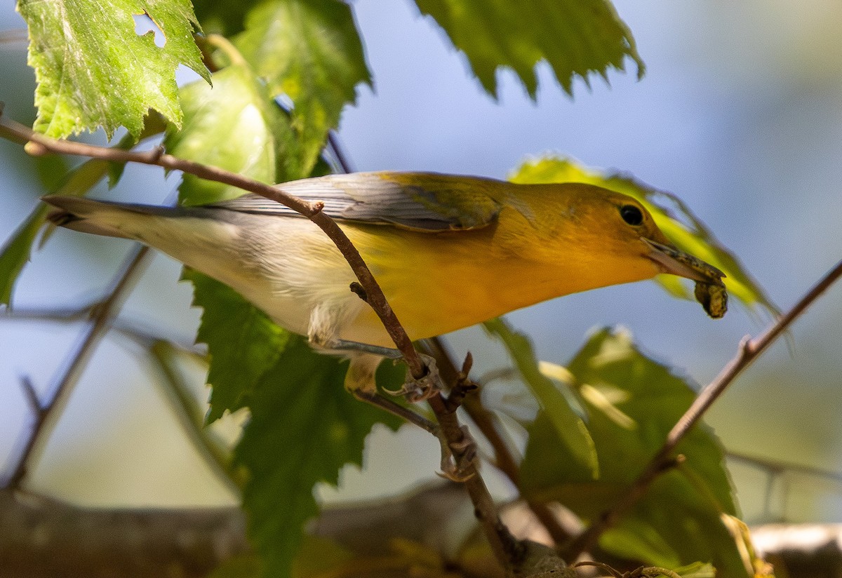 Prothonotary Warbler - ML642106640