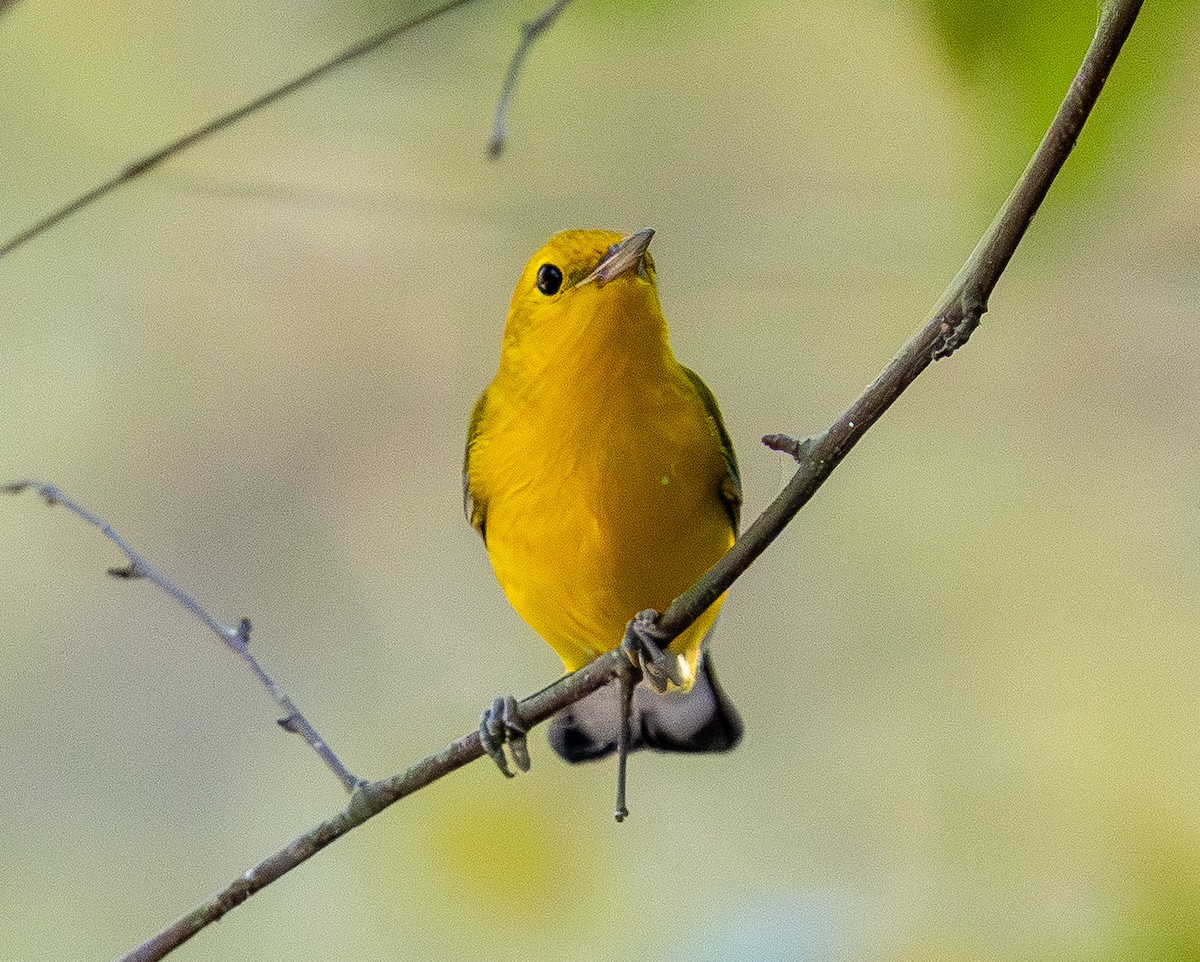 Prothonotary Warbler - ML642106641