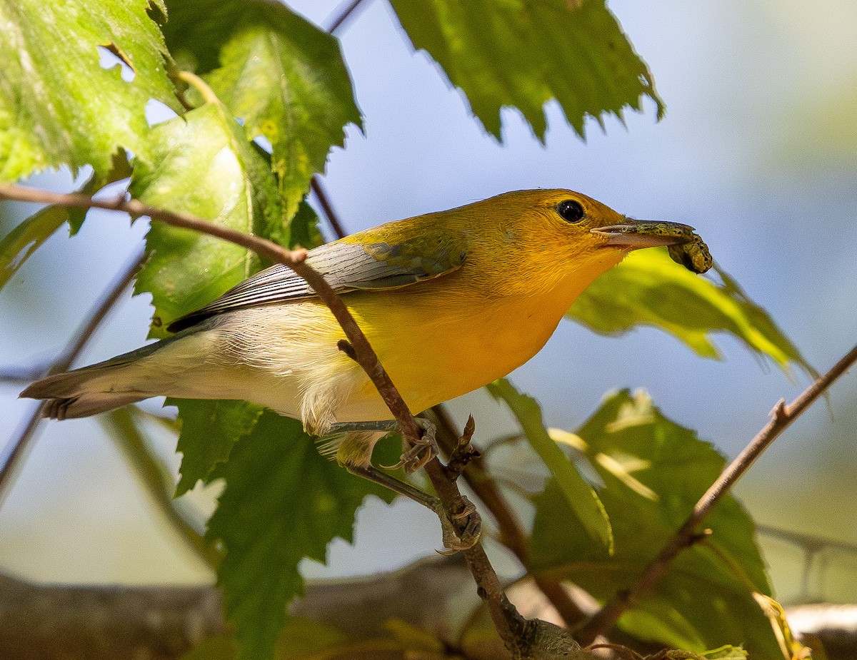 Prothonotary Warbler - ML642106642