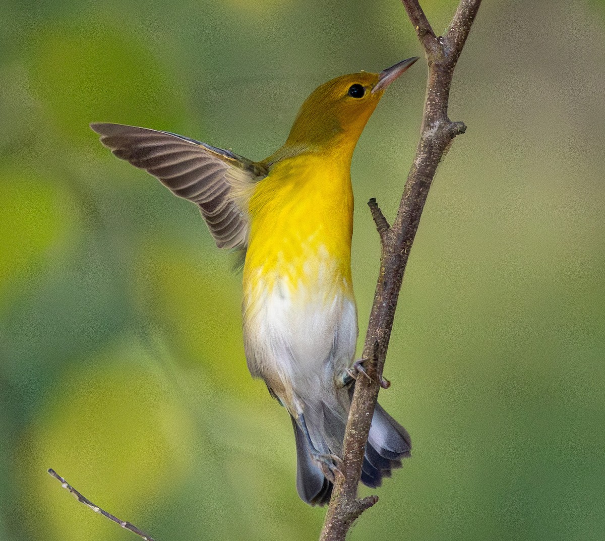 Prothonotary Warbler - ML642106643