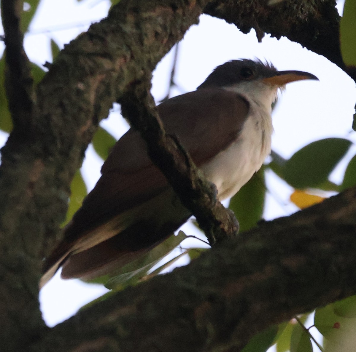 Yellow-billed Cuckoo - ML642106651