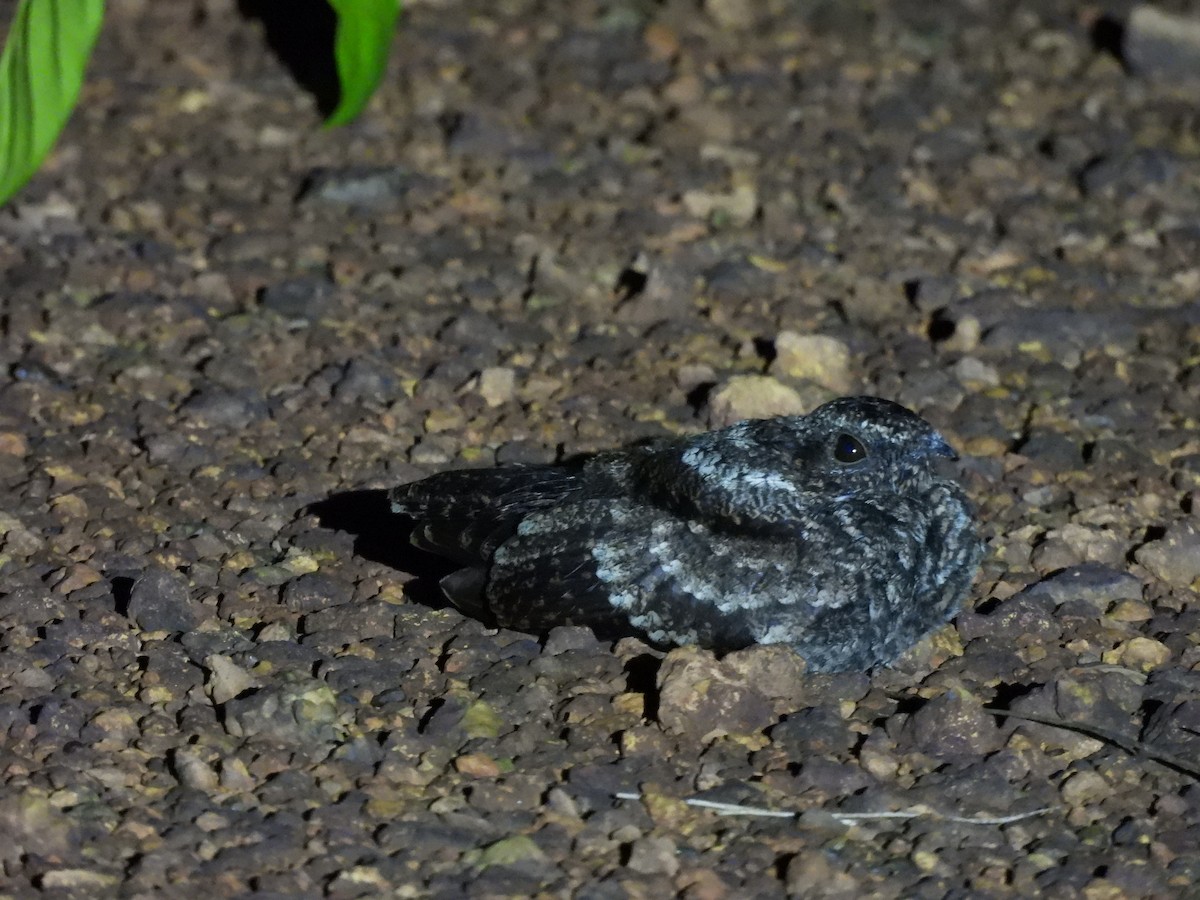 Blackish Nightjar - ML642106652