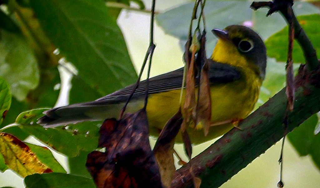 Canada Warbler - ML642106655